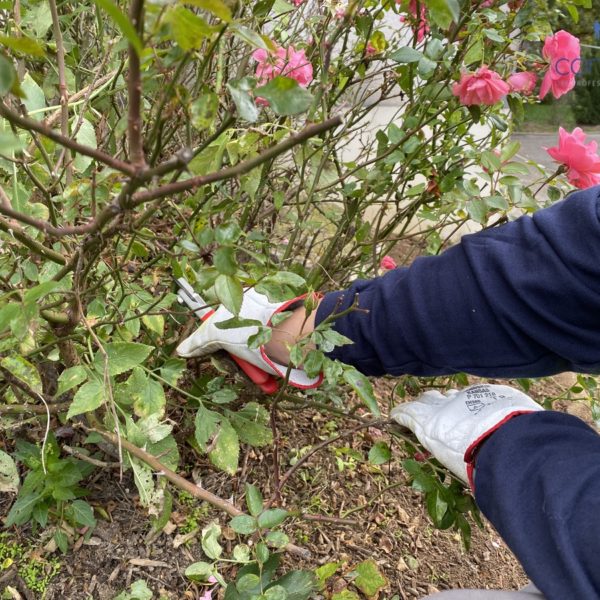 Entretien d'espaces verts Mulhouse