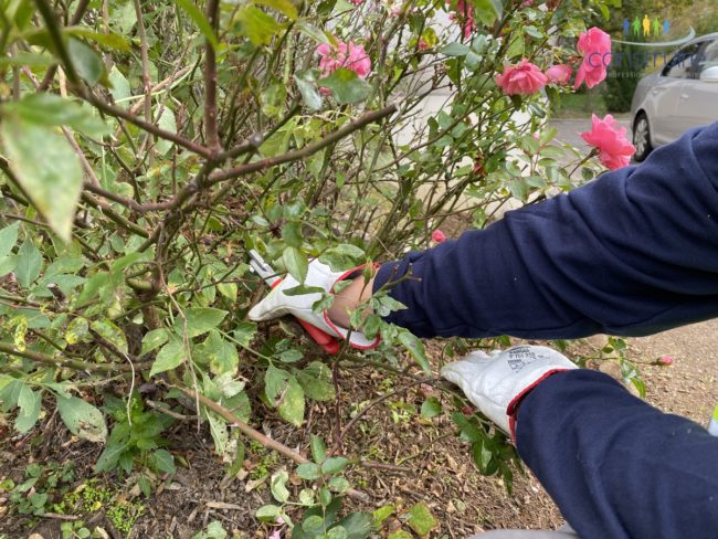 entretien-espaces-verts-mulhouse-002 Entretien d'espaces verts Mulhouse